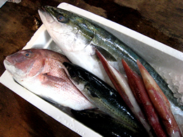 新鮮な魚介類
